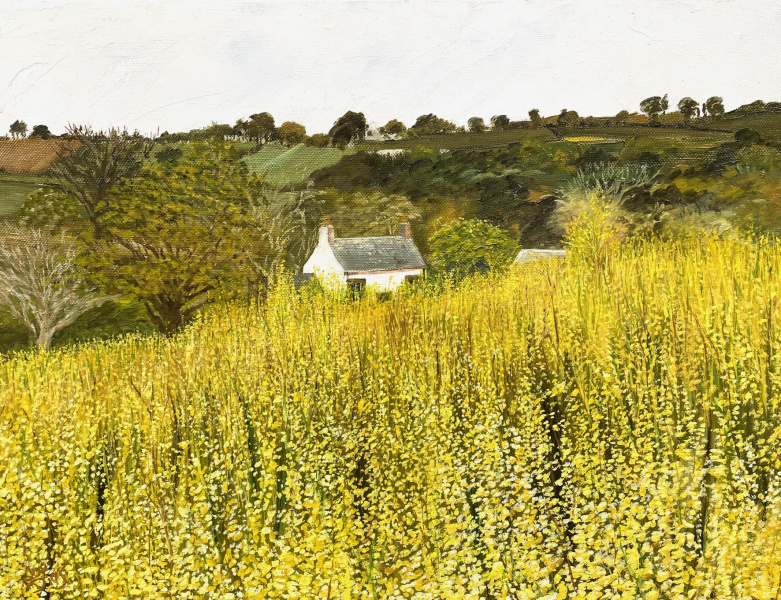 Golden-Day-Field-3