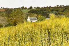 Golden-Day-Field-3